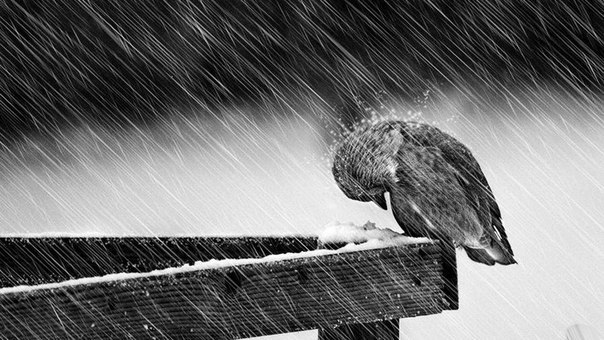 Shydamdylyq tanytýǵa shaqyrdy