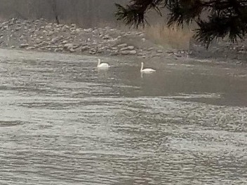 Tekelige qos aqqý qondy