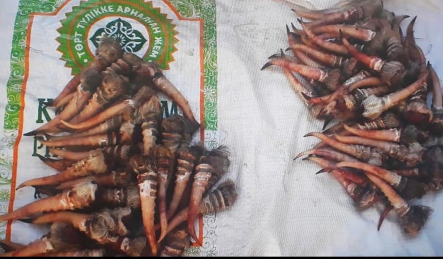 Qyzylorda: Zańsyz kıik atqandar izdestirilýde