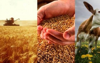 Karantın kem-ketikti kórsetti