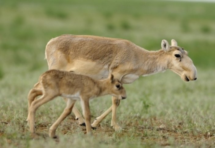 Qyzylorda: Erteń «Kıik» aksııasy bastalady