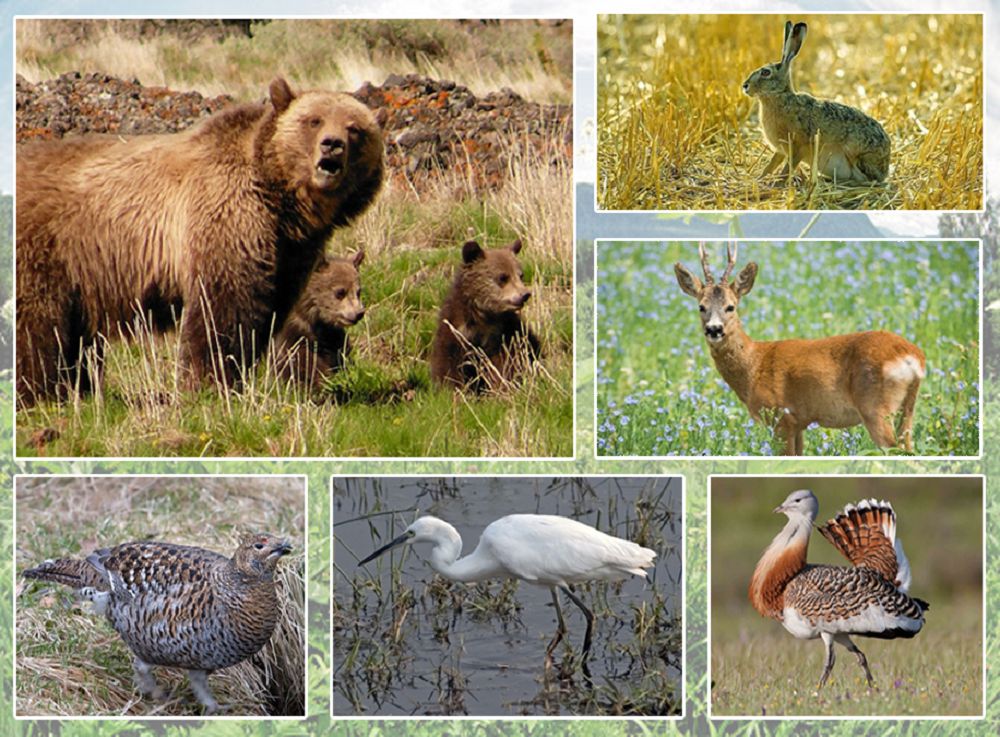 О́simdikter men janýarlar álemine baı