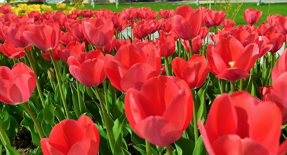 Koronavırýstan 140 mıllıon qyzǵaldaq joıylǵan