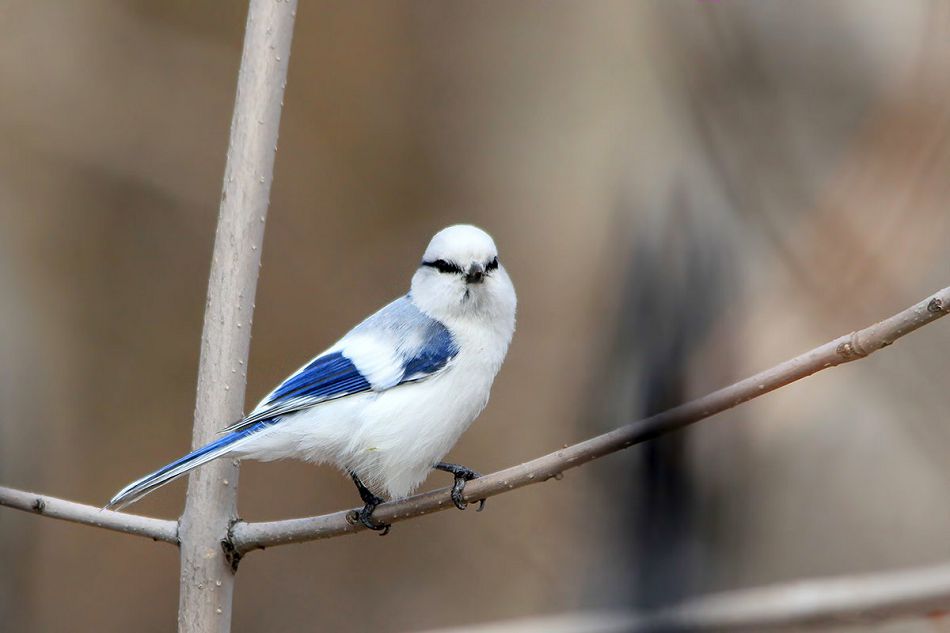 Qustarǵa da qamqorlyq qajet