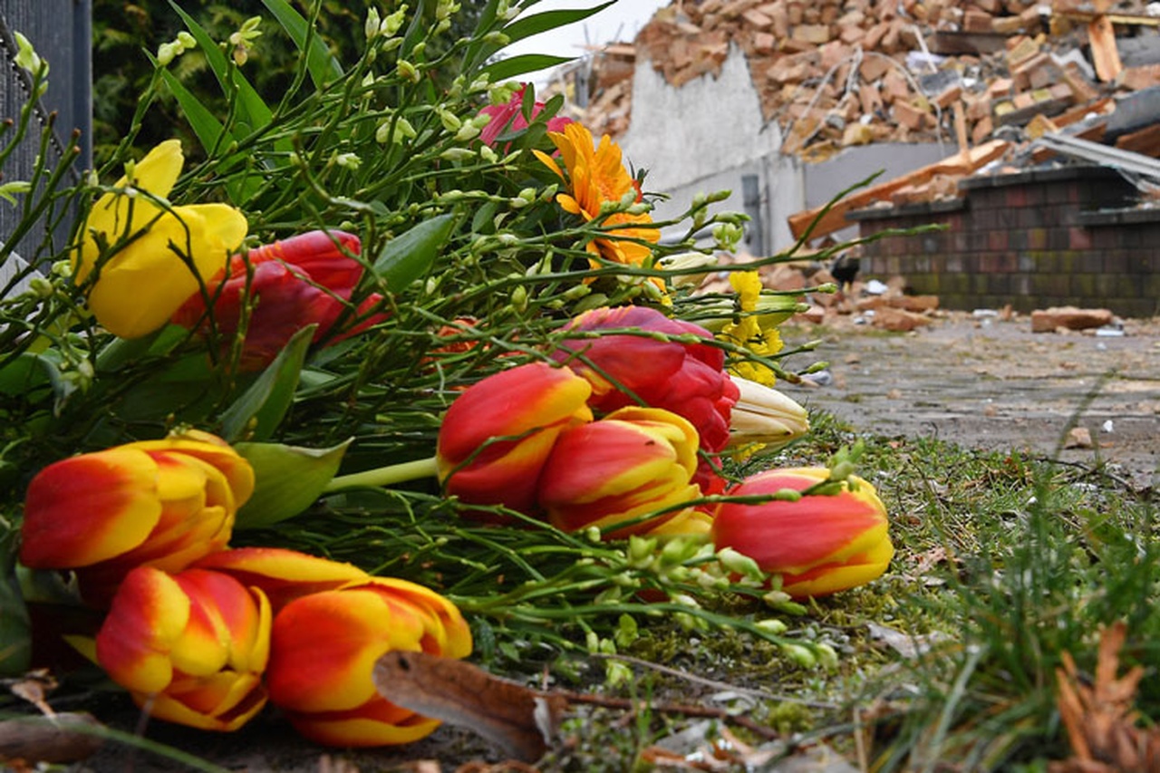 Gollandııa qyzǵaldaqtary erte «solyp» jatyr