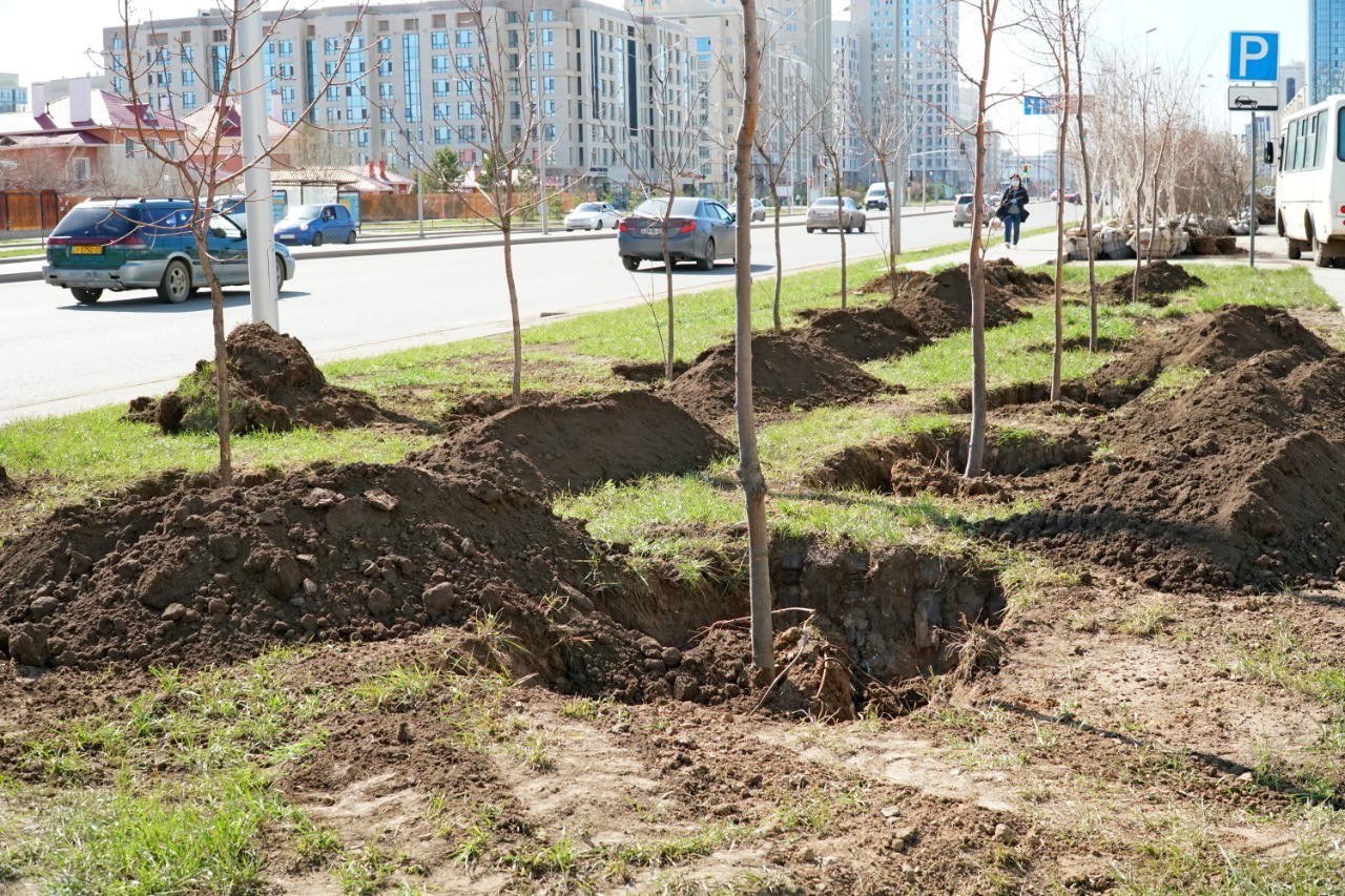 Nur-Sultan qalasynda aǵash otyrǵyzý jalǵasýda