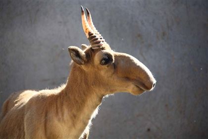 Aqbókender aman bolsynshy