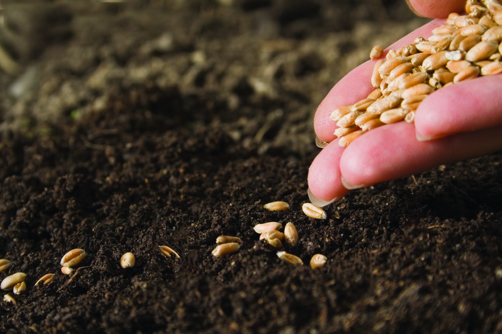 Aqmolada kóktemgi dala jumystarynda irkilis bolmaıdy