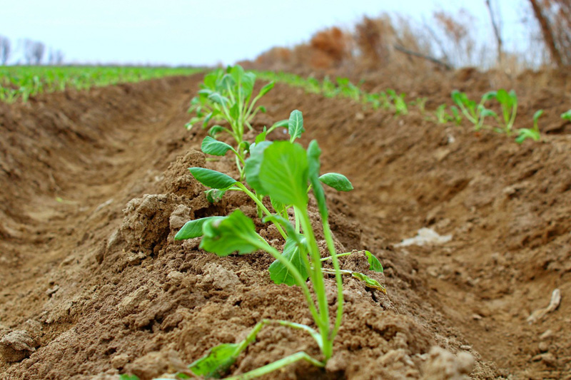 Egis salýdyń ońtaıly taktıkasy belgilendi