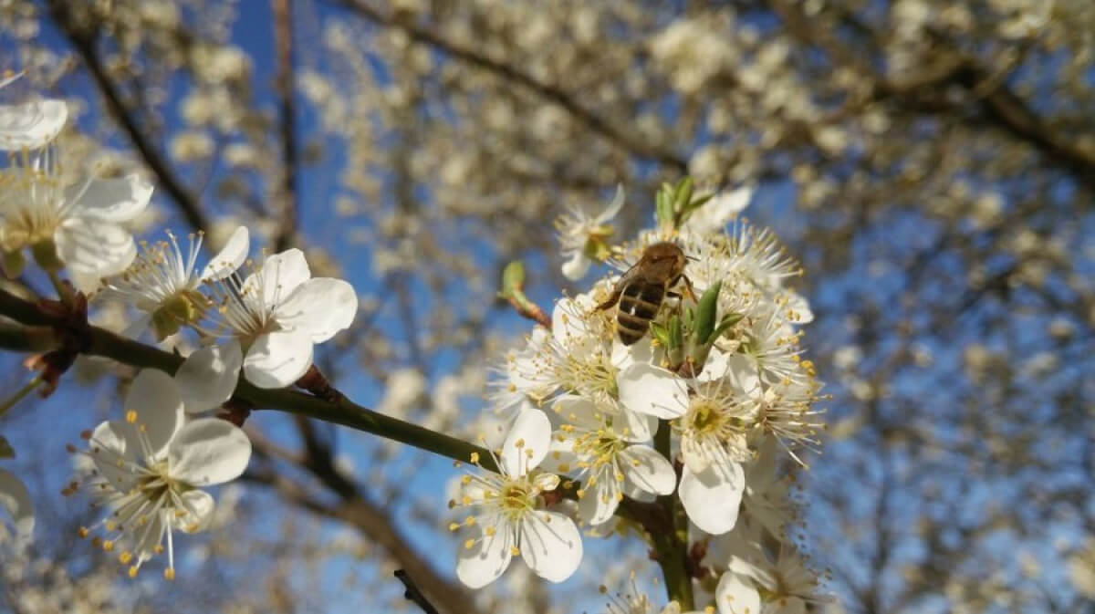 Nur-Sultan, Almaty jáne Shymkent qalalarynda jaýyn-shashynsyz aýa raıy kútiledi