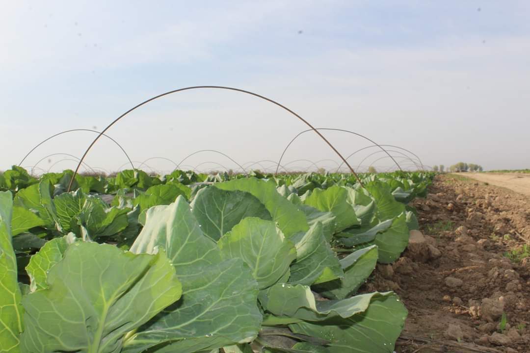 Túrkistan: Dıqandar bir jerge ekinshi daqyl egýde