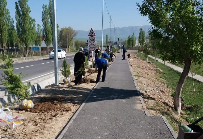 Túlkibas aýdanynda 17 myńǵa jýyq aǵash otyrǵyzyldy