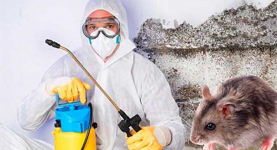 Almatyda indet taratatyn kemirgishterdi joıý naýqany júredi