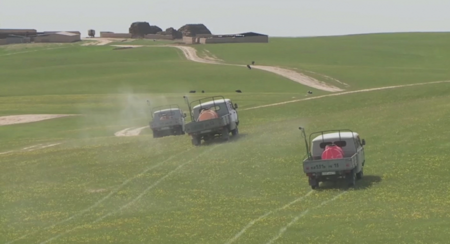 Túrkistan: Arys marokkalyq shegirtkeniń iri oshaǵy retinde atalýda