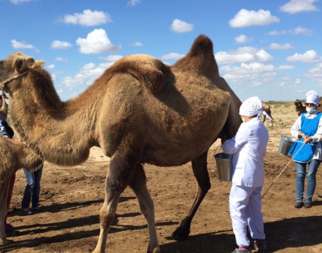 Túrkistan: Sozaqtyq sharýalar 30 tonna túıe sútin ótkizdi