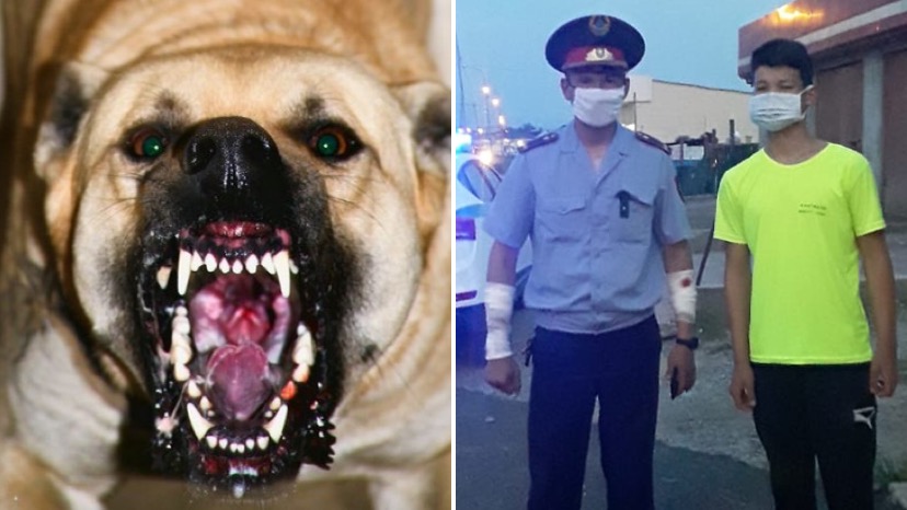 Polıseıler turǵyndarǵa shabýyldaǵan qabaǵan ıtti ustady