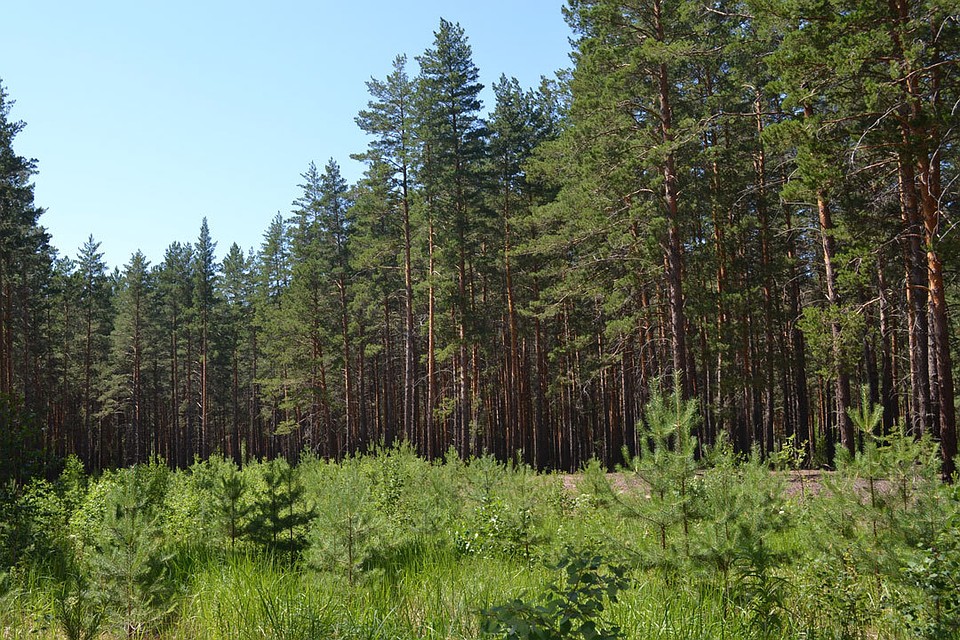 Ormanǵa abaı bolaıyqshy