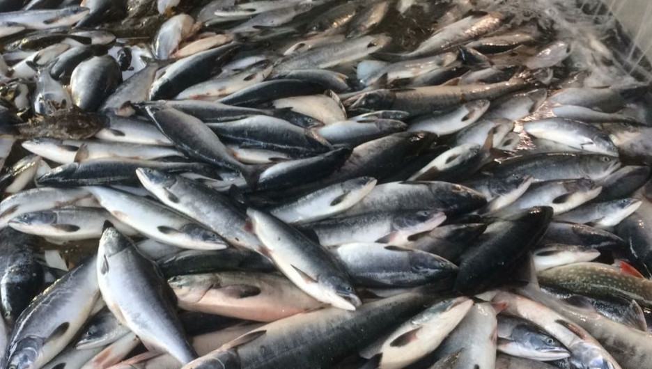 Reseımen shekarada 20 tonna balyq zańsyz alyp ótpekshi bolǵan