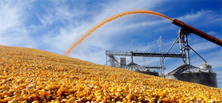 Reseı astyq eksportyna shekteý qoıdy