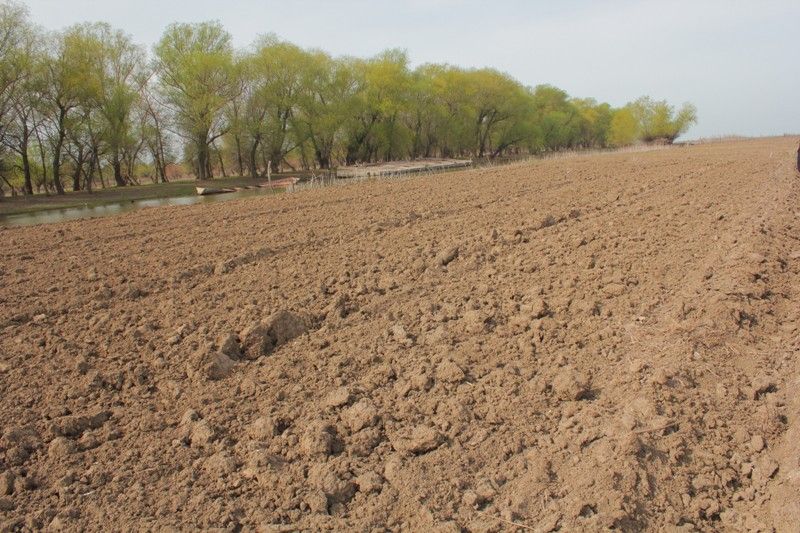 Egis naýqany qarqyn aldy