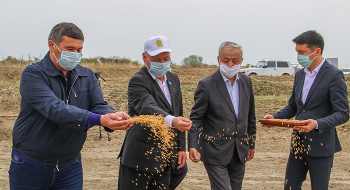 Qyzylorda: Qala sharýashylyqtary kúrish dánin septi