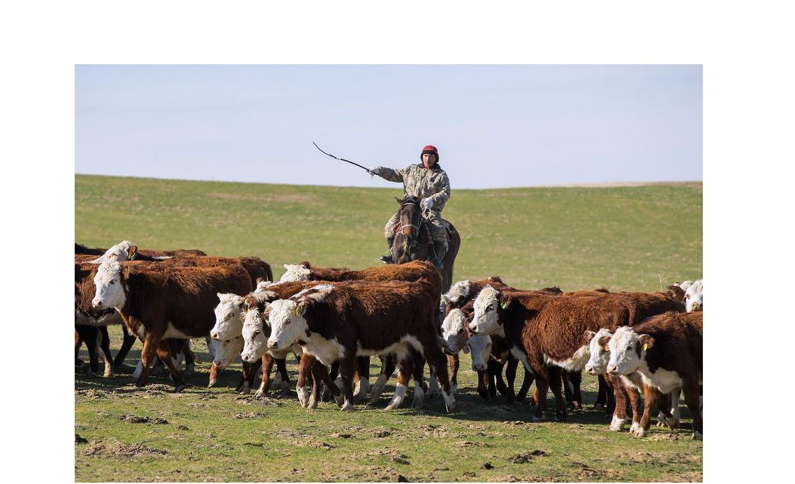 Shalǵaı jaıylymdar – rezervter kózi