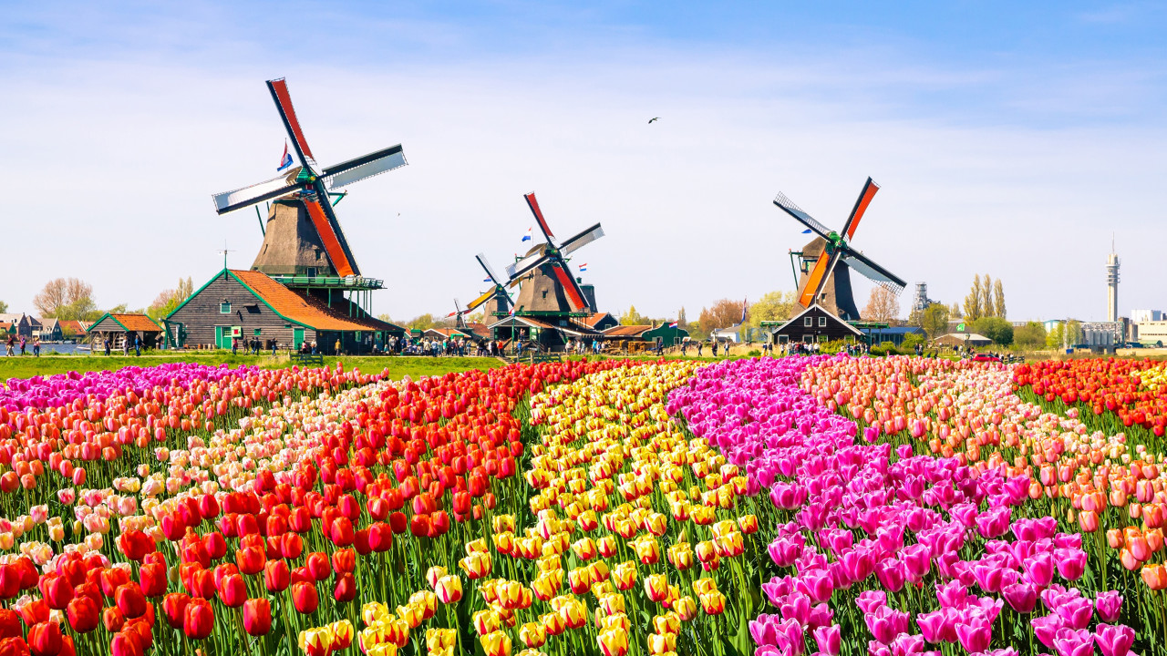 Fermerler týrısterge qyzǵaldaq alqaptarynan sálem joldady