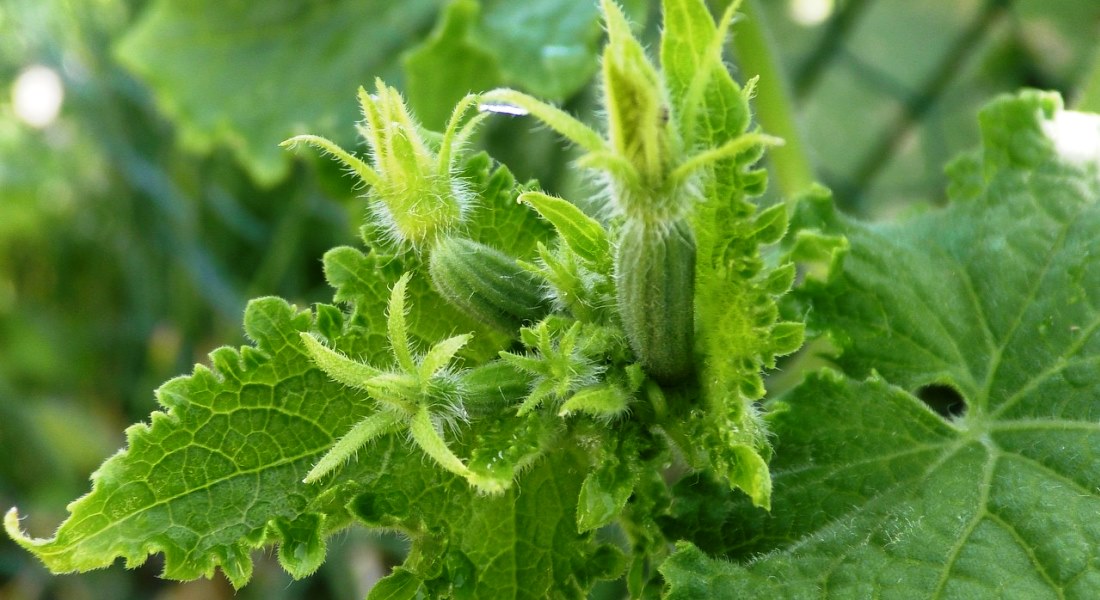 Aqmolada kókónis ósirýge kóp kóńil bólinbek