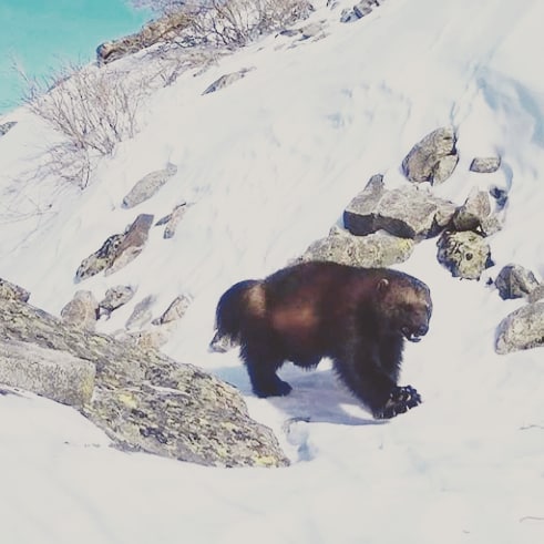 Altaıda quný fototuzaqqa tústi