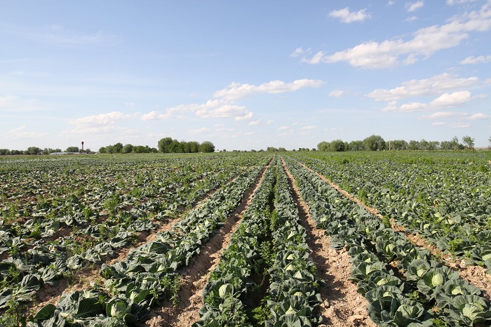 Túrkistan: Sharýalardyń ónimin satýǵa dıstrıbıýtor kómektesedi