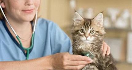 Saıda – mal dárigeri