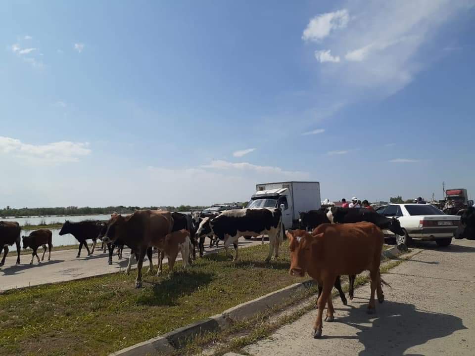 Túrkistan: 3601 gektarǵa jýyq aýyl sharýashylyǵy daqyldary sý astynda qaldy