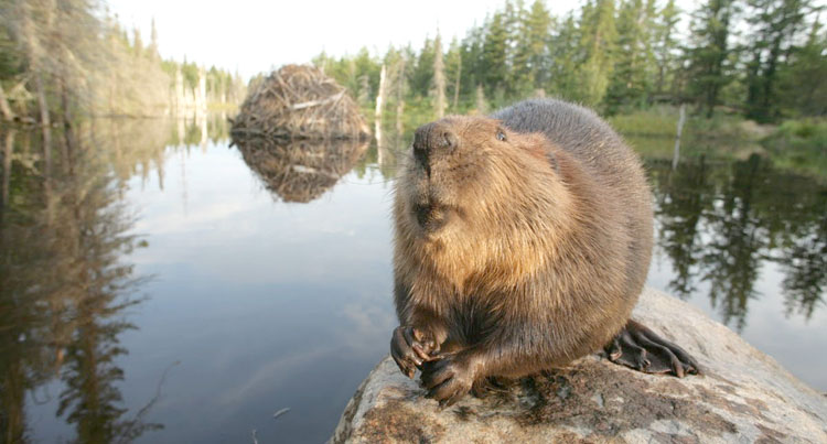 О́skemende qundyzdyń izderi baıqaldy