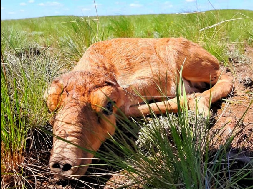 Elimizde kıikter tóldeı bastady