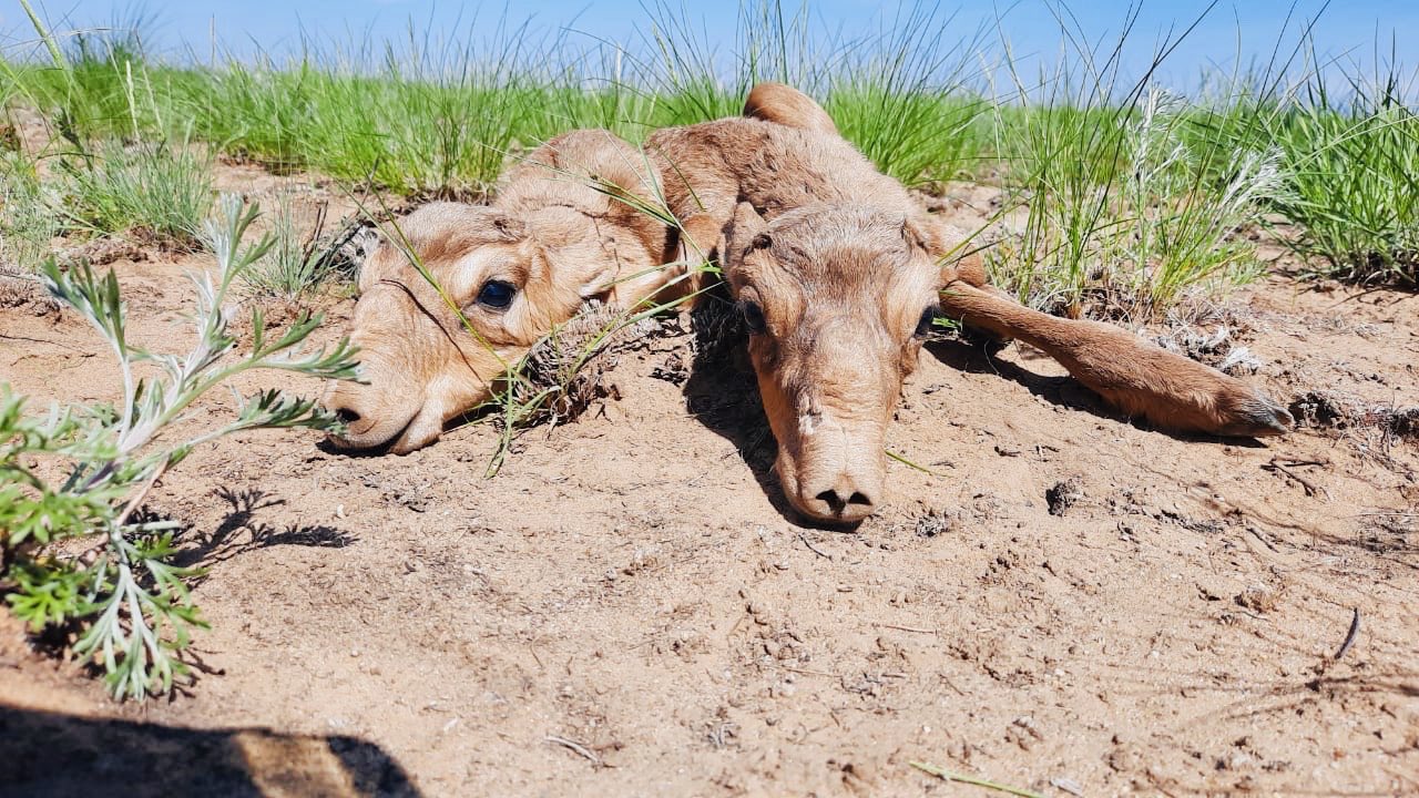 Kıik sanyn əýeden kóktemgi sanaý keıinge qaldyryldy