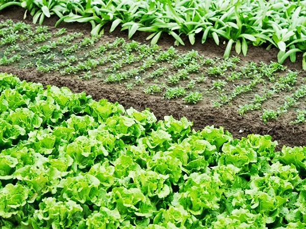 Orys kelin nemese «baqsha qaraqshylary»