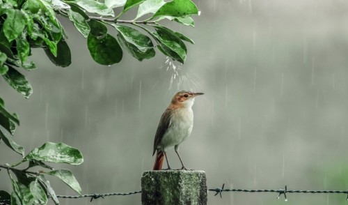 Jumaǵa arnalǵan aýa raıy boljamy