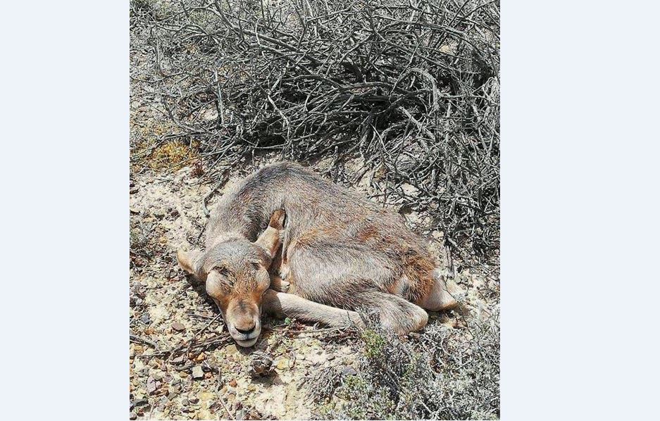 Sharyn ulttyq parkinde qaraquıryqtar tóldeı bastady