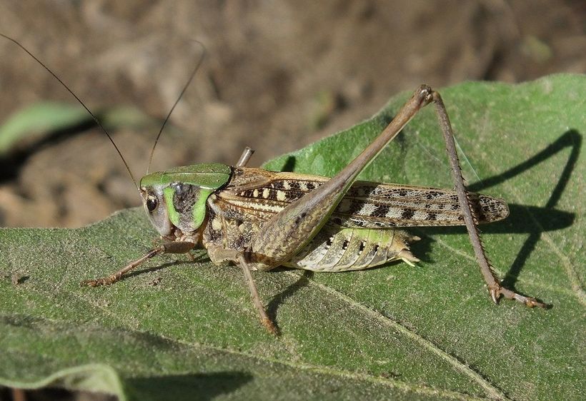 Atyraý: Shegirtke «shabýylyna» qarsy kúres bastalady