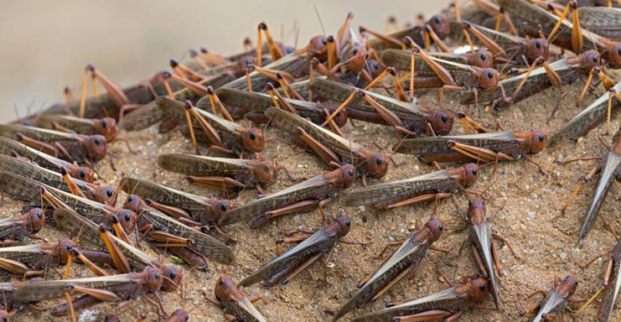 Ońtústikte shegirtkeniń taralý oshaǵy anyqtaldy