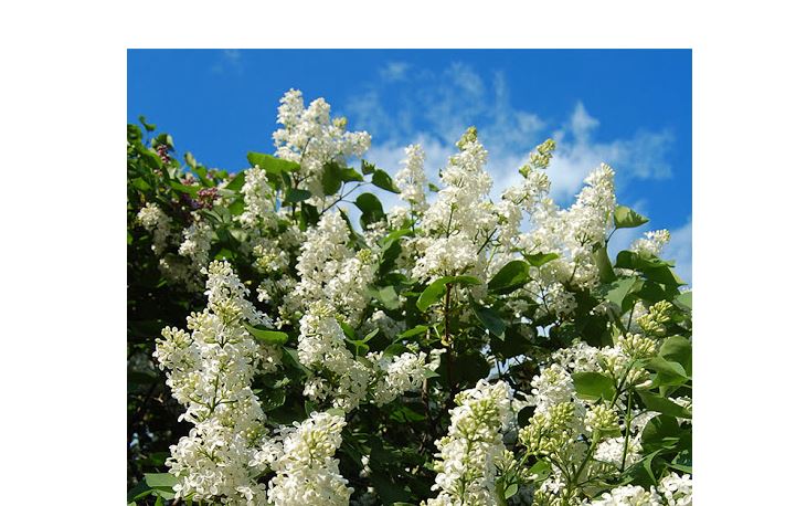 Aýa raıy: Aldaǵy demalysta kún jylynady