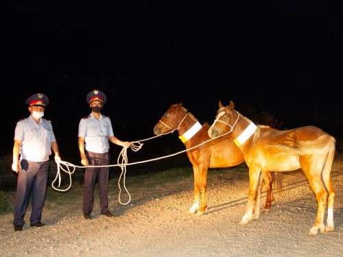 Qaraýsyz qalǵan mal kólik qozǵalysyna qater tóndirýde