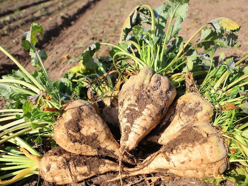 Jambyl oblysynda qant qyzylshasyn ekkenderdiń qaryzy ótelýde