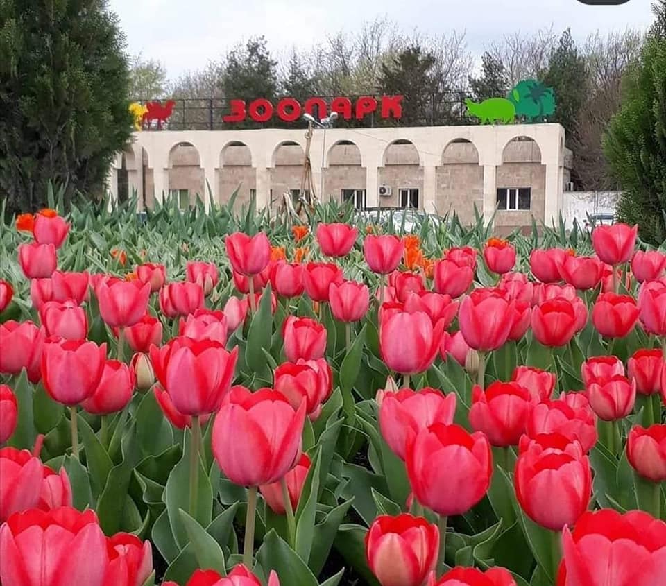 Shymkent zoobaǵynyń 63 pavılony jańartylýda