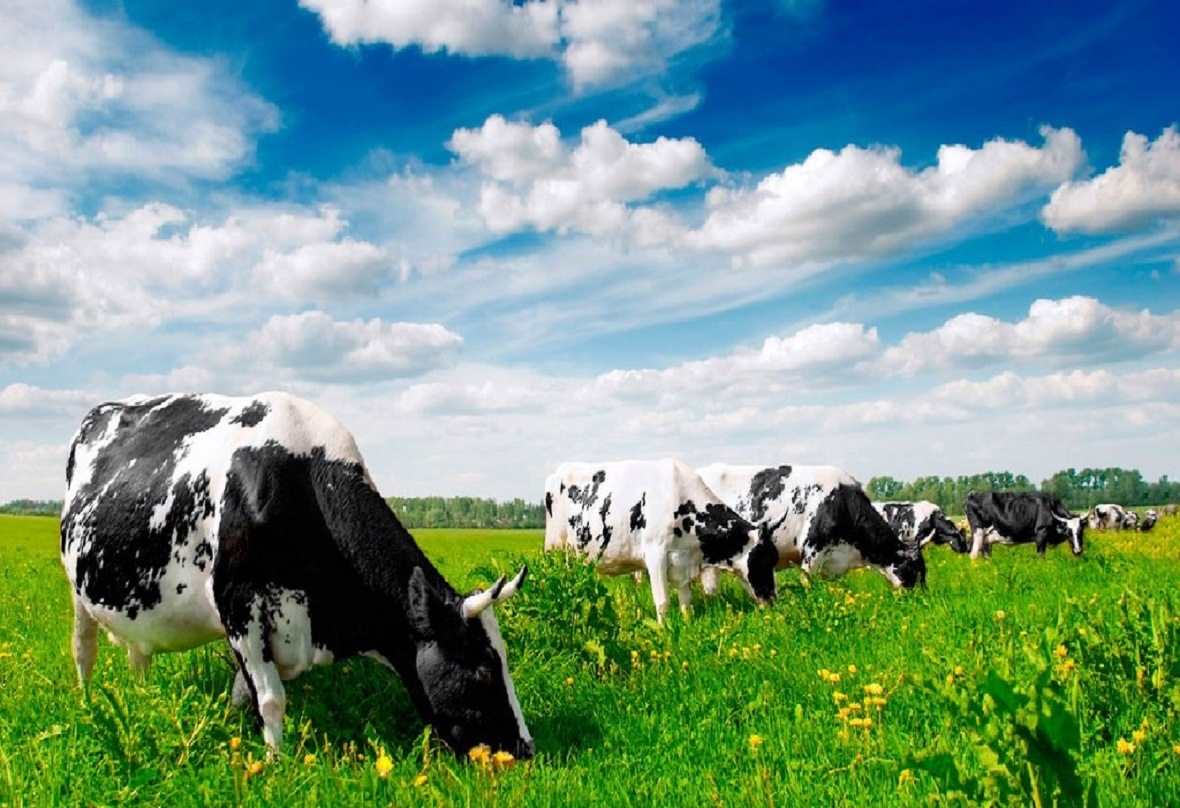 Mal sharýashylyǵynda turaqty ósim 4% - Asqar Mamın