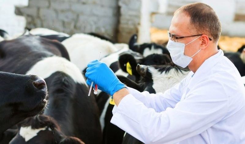 Sharýalar maldyń jem-shóbine ǵana mán beredi - mal dárigeri