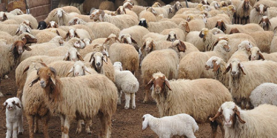 Qoı ósirip, tabys taba almaı otyrmyz