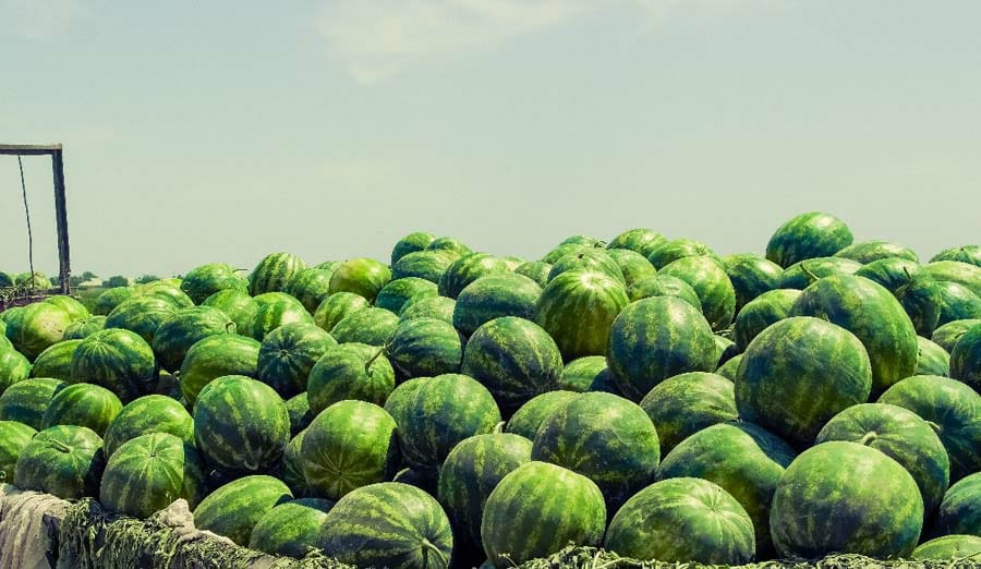 Túrkistan: Reseıge 25 tonna qarbyz jóneltildi