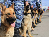 Kókshetaýda kınologııa  salasyn damytý kózdelýde