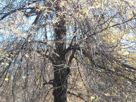 Jaz shyqpaı-aq qýraı bastady